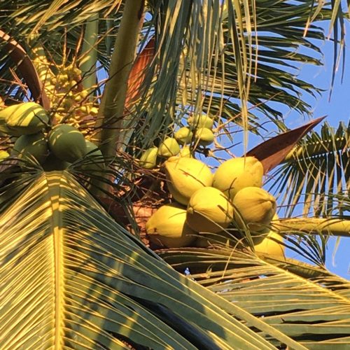 pokok kelapa melawat sepang visit selangor drebung makan best menarik near me